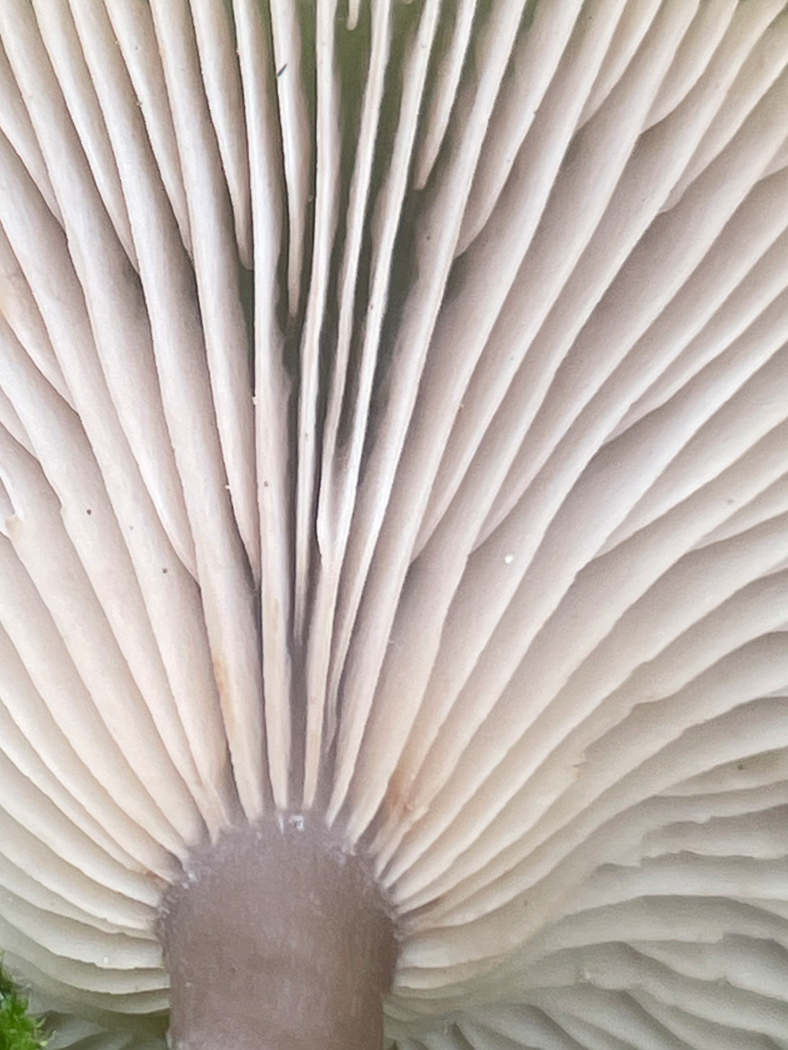 Photo © Sarah Ebdon Pseudoclitocybe cf. expallens by Sarah Ebdon